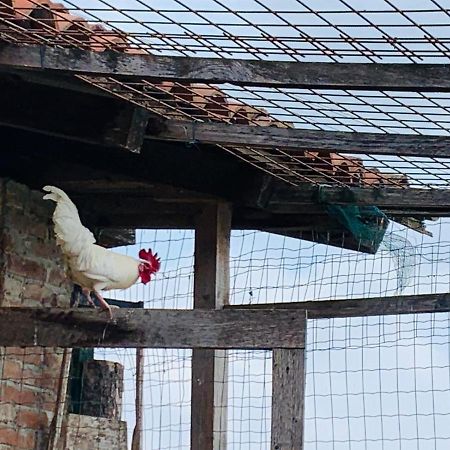 Agriturismo Cascina Smeralda Villa Pontestura Eksteriør billede