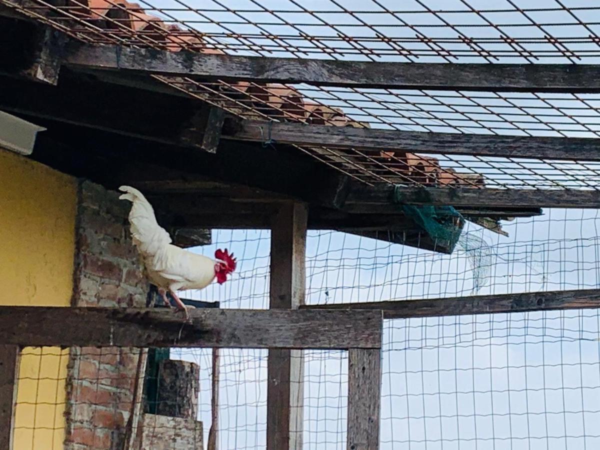 Agriturismo Cascina Smeralda Villa Pontestura Eksteriør billede